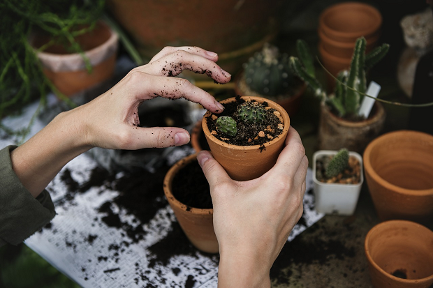 Celebrity influencers 'boost millennial gardening activity'