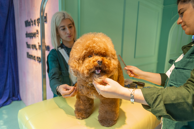 Klarna launches dog-themed Pup Up in London